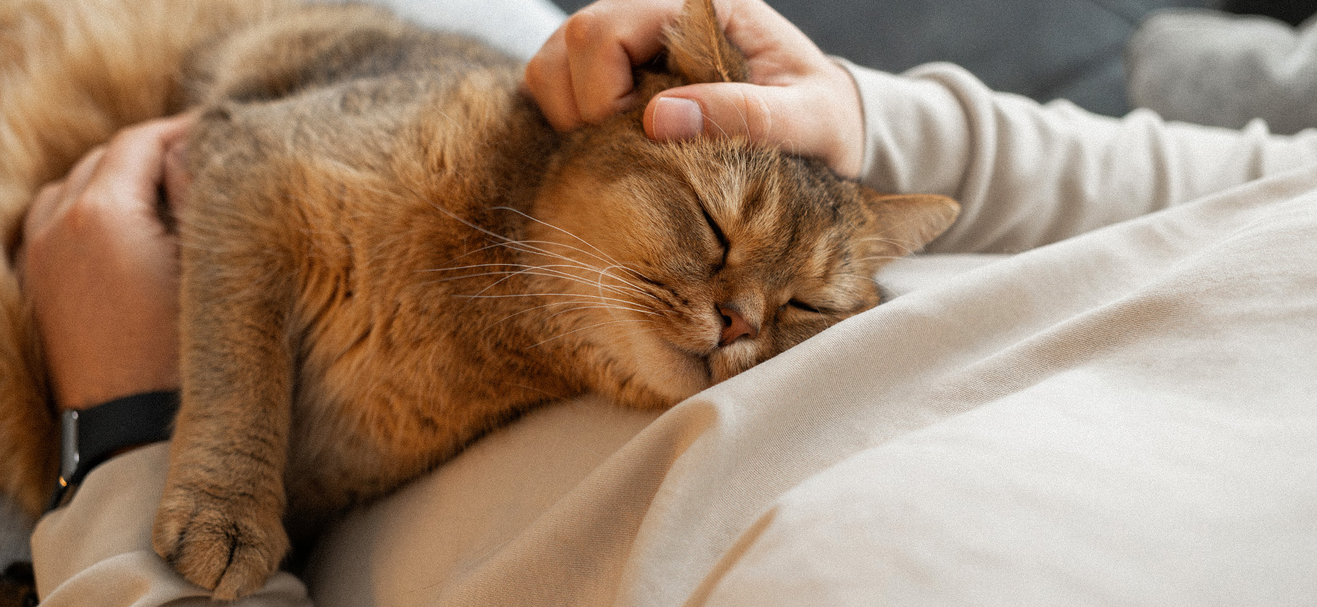 Como hacer que un gato se encariñe contigo
